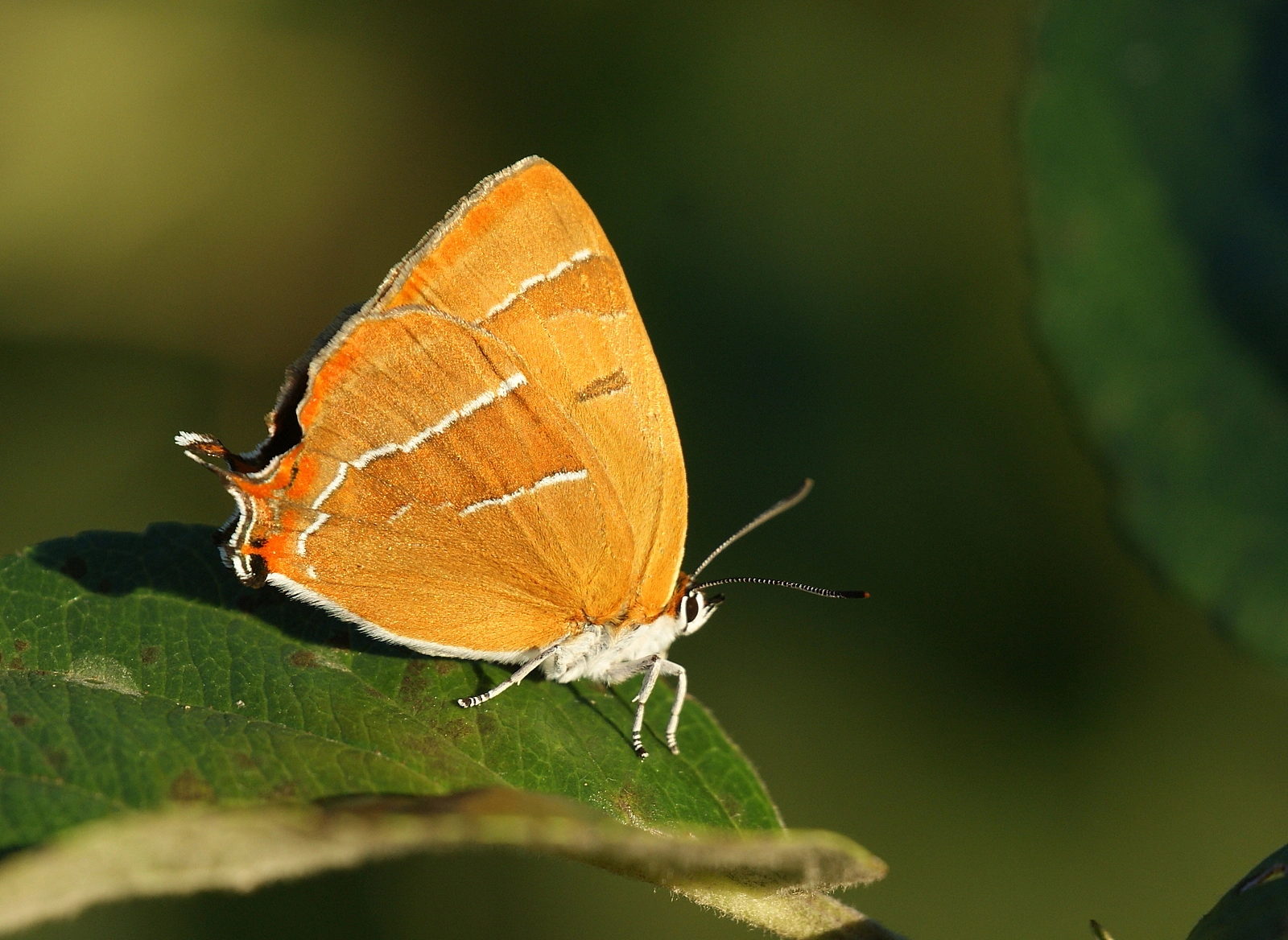 Thecla betulae.JPG